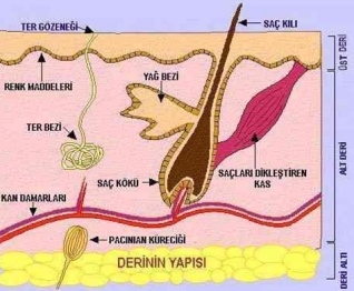 cildimiz